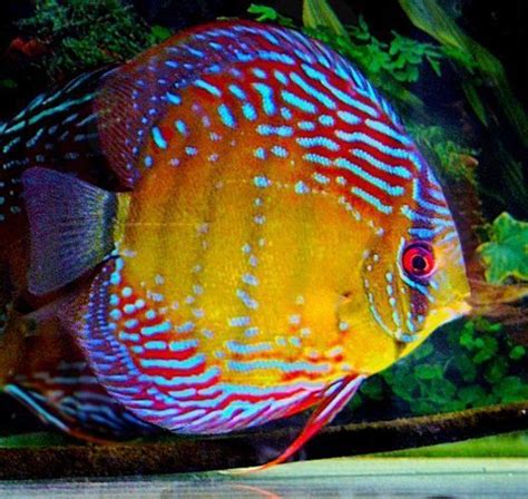Discus Fish for Sale: Tropical Discus and Freshwater Discus .